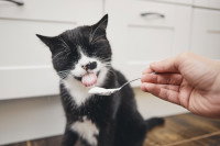 Un chat noir et blanc mange du yaourt dans une cuillère