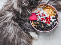 Un gros chat gris à côté d'un bol contenant un yaourt et des fruits