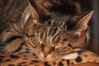 Un chat tigré en train de dormir