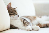 Un chat dort allongé sur un canapé