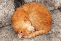 Un chat roux dort roulé en boule sur un fond gris