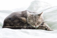 Un chat dort allongé sur le côté sur un lit