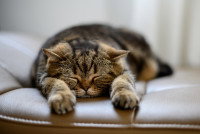 Un chat gris tigré dort allongé sur le ventre