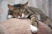 Un chat gris en train de dormir