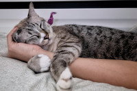 Un chat gris tigré ronronne couché sur un bras