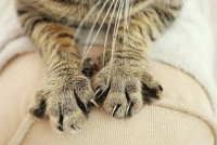 Un chat tigré pétrit le canapé avec ses pattes