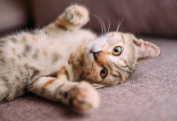 Un chaton allongé sur un canapé