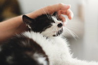 Un chaton noir et blanc en train d'être caressé