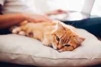 Un homme en train de caresser un petit chat roux