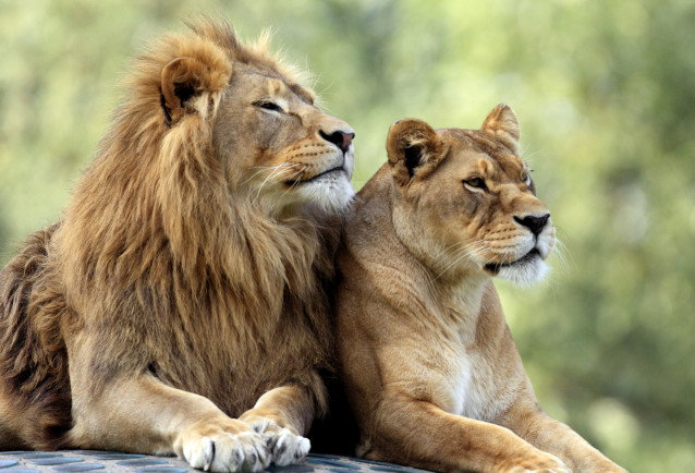 Un lion et une lionne couchés l'un à côté de l'autre