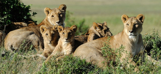 Une famille de lion couchés les uns à côté des autres