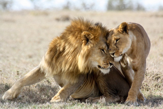 Un lion et une lionne se saluent en frottant leur tête l'une contre l'autre