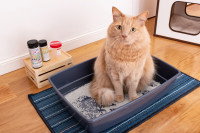 Un chat roux assis dans sa litière