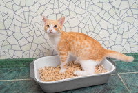 Un chaton roux et blanc dans sa litière
