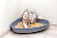 Un chaton recouvre ses besoins dans sa litière
