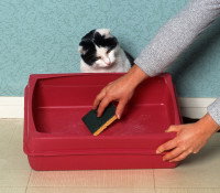 Pourquoi mon chat cesse-t-il soudain d’être propre ?