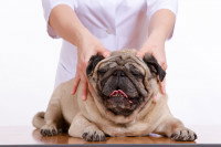 Un bulldog se fait masser par une vétérinaire