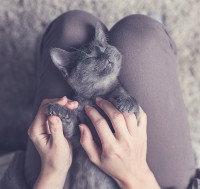 Un petit chat gris noir se fait caresser sur les genoux de sa maitresse
