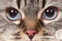 Gros plan sur les yeux d'un chat tigré