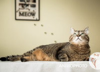 Un chat tigré allongé regarde vers le haut