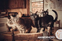 Quatre chats debouts sur une table