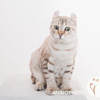 Un American Curl tigré