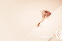 Un chat roux pose en hauteur
