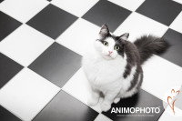 Un chat noir et blanc assis sur un carrelage noir et blanc