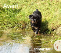 Un chiot Rottweiler entre dans un lac