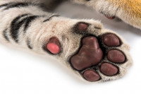 Vue en gros plan des coussinets d'une patte de chat