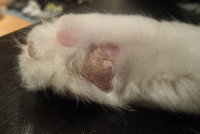 Des coussinets de chat très abîmés