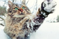 Un chat joue avec la neige avec sa patte