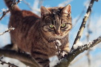 Un chat marche sur les branches d'un arbre enneigé