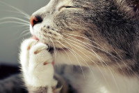 Chat qui se lèche le coussinet
