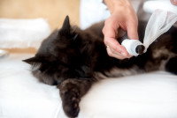 Une femme fait un bandage sur la patte de son chat noir
