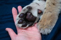 Une femme tient les pattes de son chien dans la main