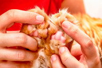 Une femme examine les coussinets de son chat