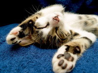 Un chaton sur le dos, les pattes en l'air