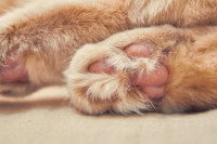 Vue proche des coussinets d'un chat