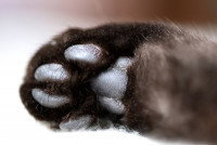 Vue proche des coussinets craquelés d'un chat