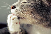 Un chat gris et blanc nettoie sa patte et ses coussinets