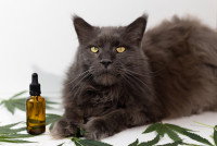 Un gros chat gris allongé à côté d'huile de CBD