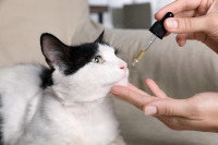 Une femme donne du CBD à un chat noir et blanc