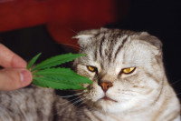 Chat qui sent une feuille de cannabis