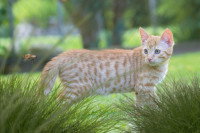 Un jeune chat roux observe une abeille