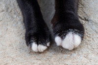La patte d'un chat gonflée après une piqûre d'abeille