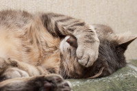 Un chat malade se cache la tête avec la patte