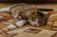 Un chat malade couché sur le sol