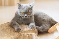 Un chat gris en colère