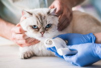 Un vétérinaire soigne la patte d'un chat